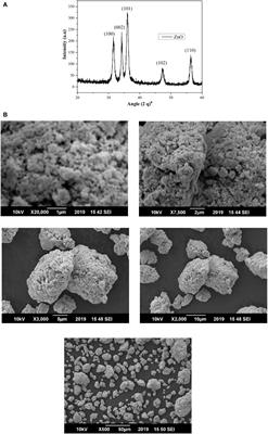 Zinc-oxide nanoparticles ameliorated the phytotoxic hazards of cadmium toxicity in maize plants by regulating primary metabolites and antioxidants activity